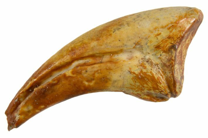 Fossil Alvarezsaurid Theropod (Trierarchuncus) Foot Claw - Montana #330933